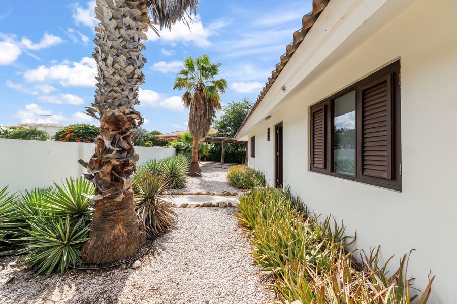 The garden path along the house with a tall palm