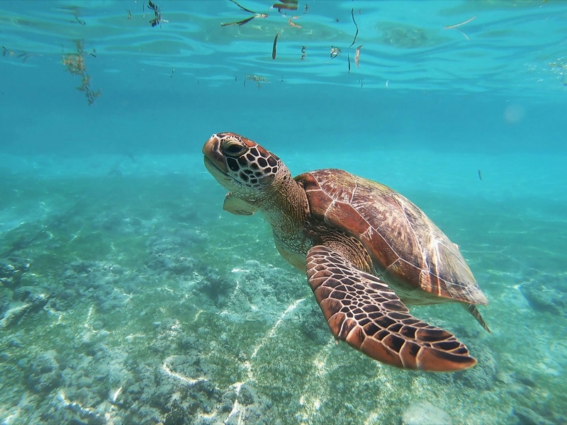 A sea turtle in clear blue water