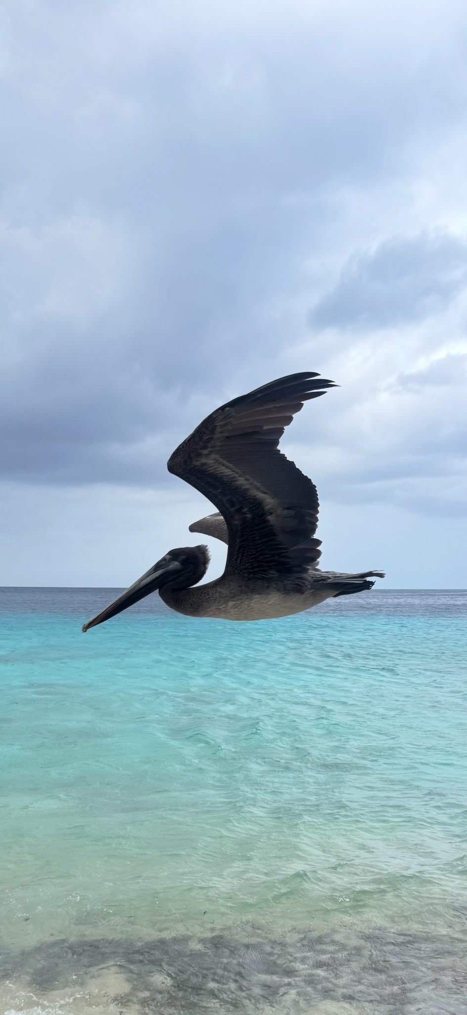 A pelican in full flight over turquoise water